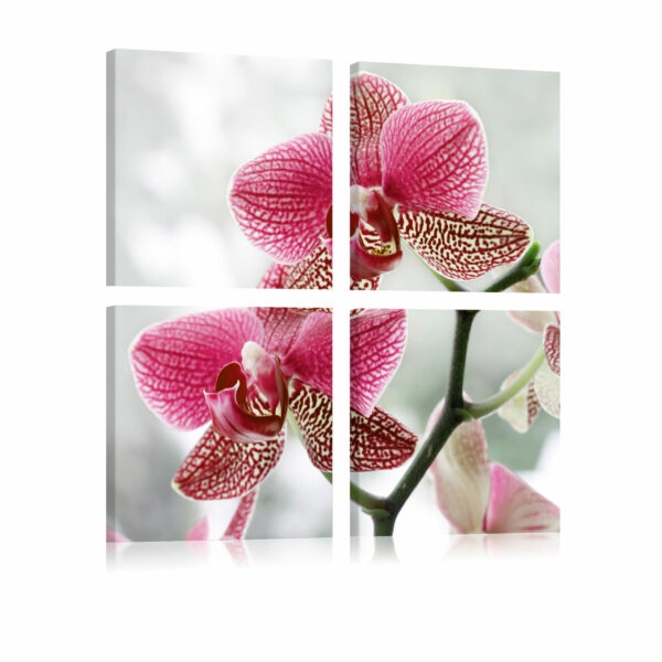Obraz - Fancy orchid